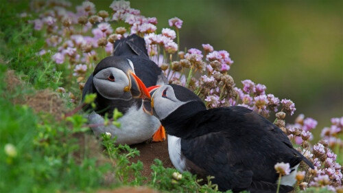 Kissing Puffins