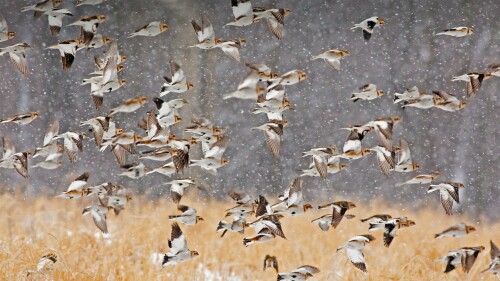 SnowBuntings 1920x1080