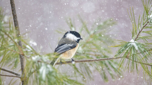 Chickadee NS