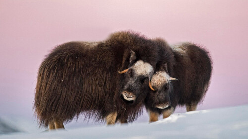 Norway Muskox