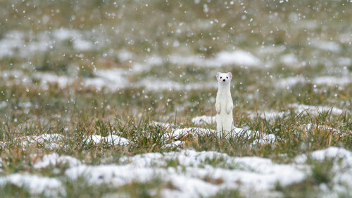 Hermelin Schnee