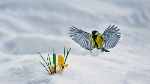 YellowCrocuses 1920x1080