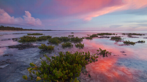 Red Mangrove