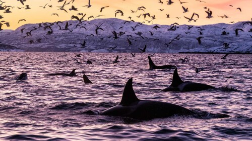 Orca Norway