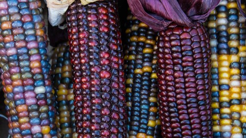 Corn Kernels