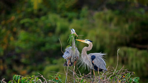 Heron Giving