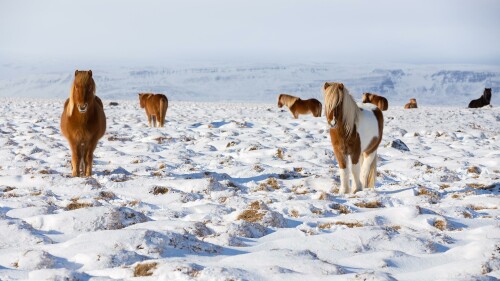 Iceland Horses