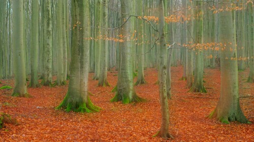 Jasmund Buchen Herbst