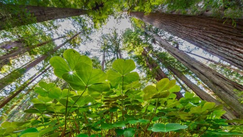 Shamrocks 1920x1080