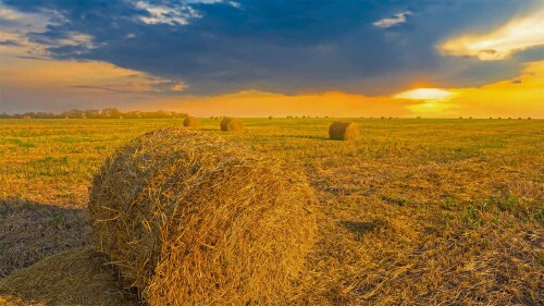 Wheat Field