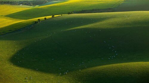 SouthDownsSheep 1920x1080