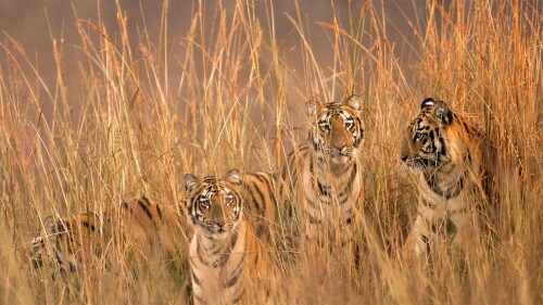 Four Tigresses