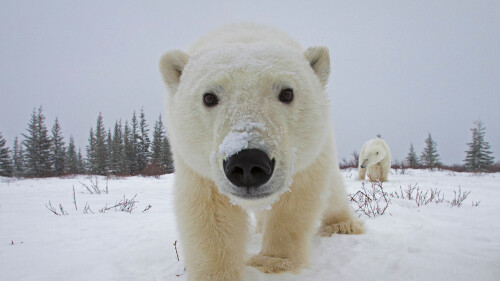 Churchill Bears