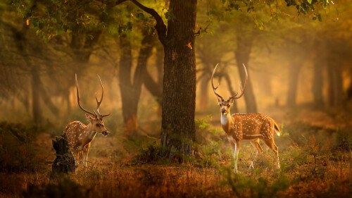 SpottedDeers 1920x1080