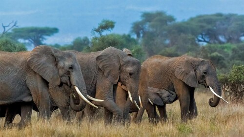 Amboseli Elephants