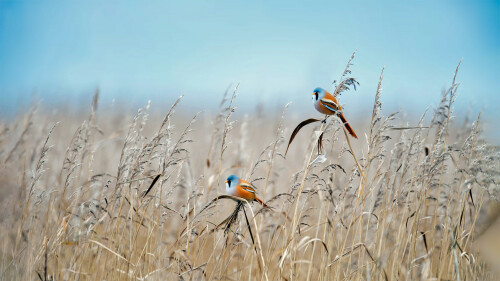 Bearded Tit