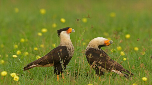 NorthernCaracara 1920x1080