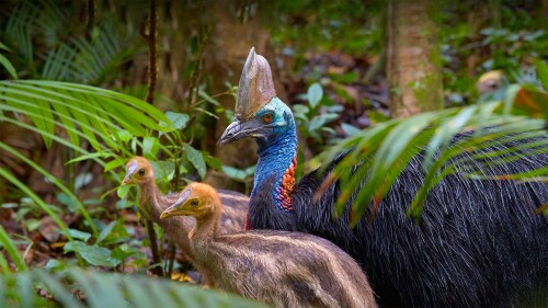 Cassowary 1920x1080