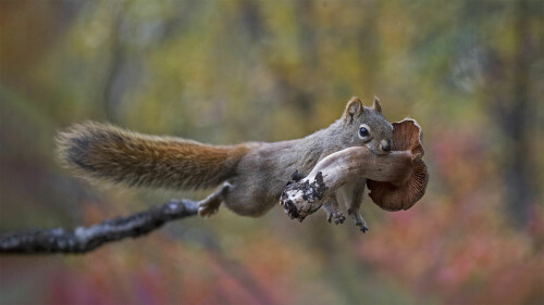 Squirrel Mushroom