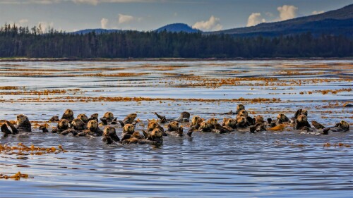 Sitka Otters