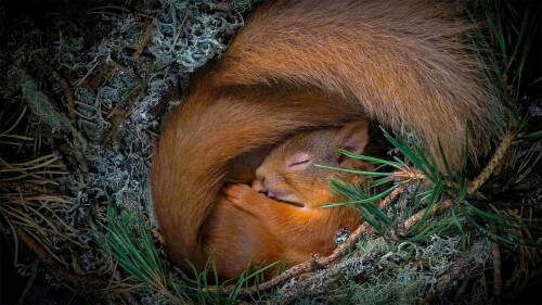 SquirrelNesting 1920x1080