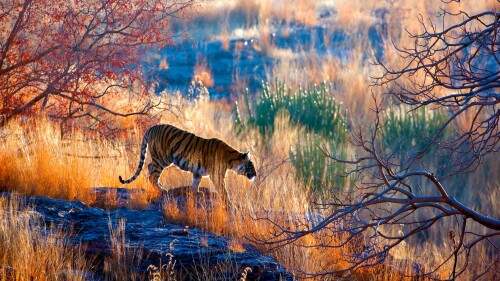 BengalTigerIndia 1920x1080