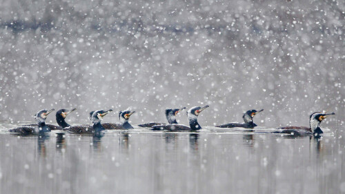 GreatCormorants 1920x1080