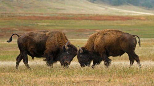 Bison Wind Cave