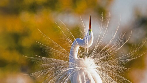 Great Egret