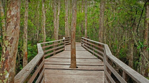 Corkscrew Swamp